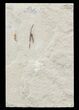 Cretaceous Fossil Squid - Soft-Bodied Preservation #48589-1